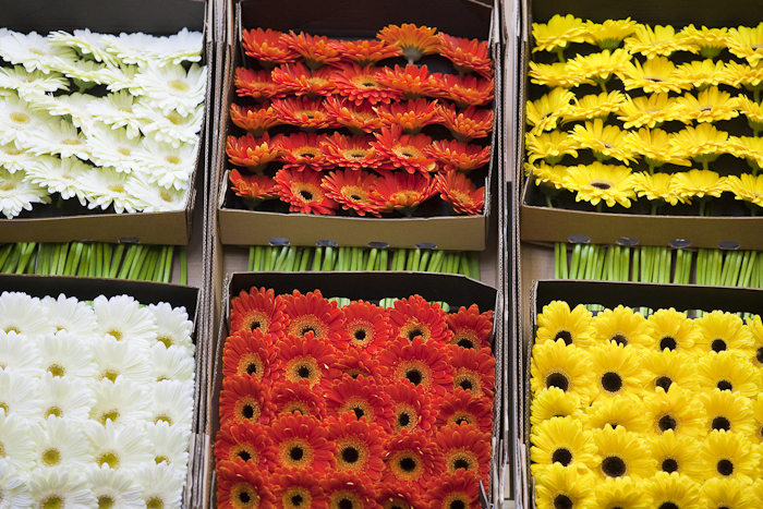 MIN RUNGIS-Fleurs-94.jpg